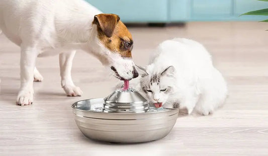 Fresh Filtered Water Bowl